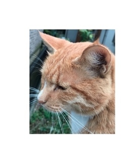 ねこtrim.jpg